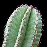 Euphorbia nesemannii